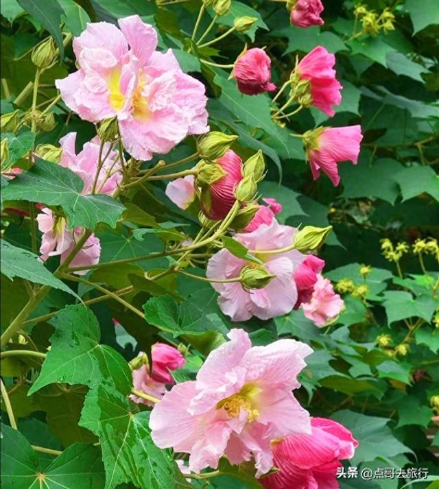 成都芙蓉花最新攻略，公交车直达，一处比一处惊艳，4处都免费！