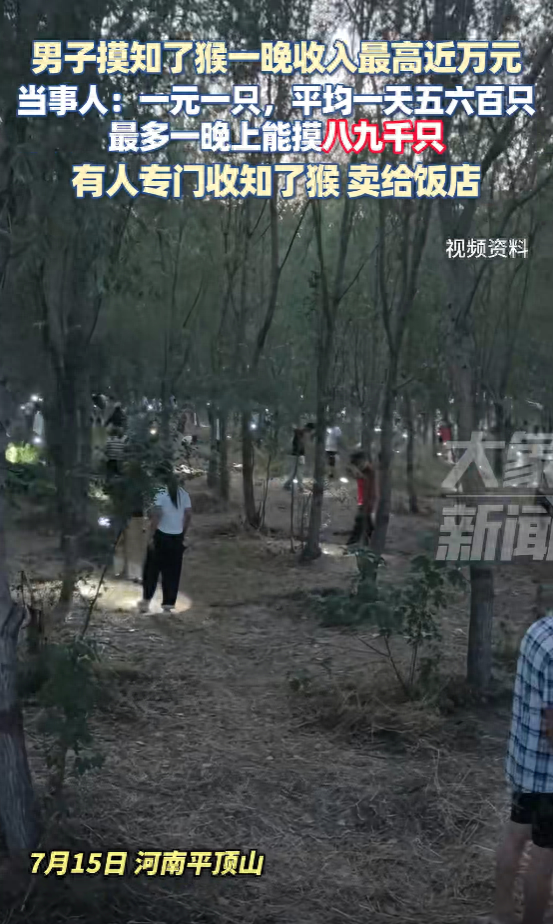 河南一男子摸知了猴一晚收入最高近万元，当事人：一元一只，最多一晚上能摸八九千只