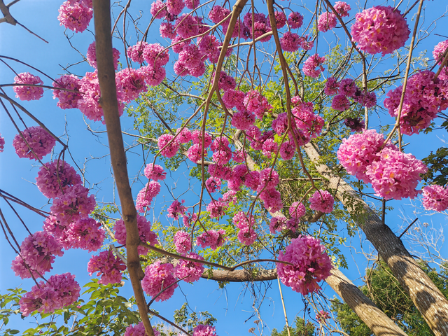 刷屏预警！云城区安塘街都栗村紫花风铃木盛放