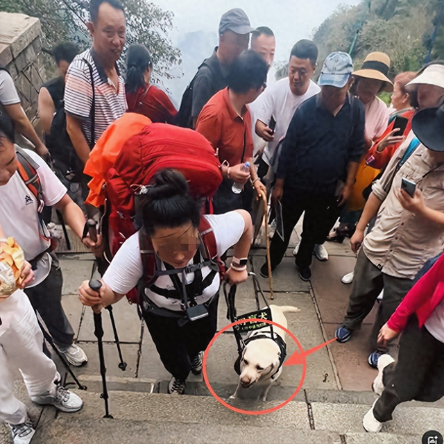 带导盲犬爬泰山夫妻“社会性死亡”！身份目的被扒，结局大快人心