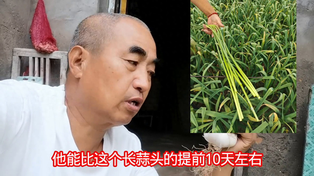 西瓜种植时间（种植大蒜有两种蒜）