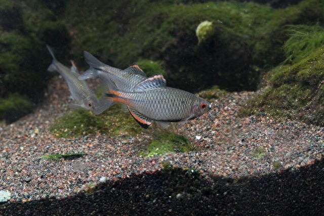 鳑鲏鱼繁殖过程_鳑鲏鱼生活习性_鳑鲏鱊病