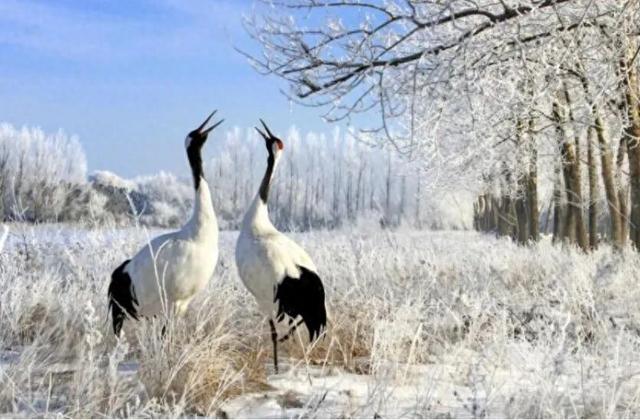 鹤舞雪原 肉香暖冬！齐齐哈尔冬季漫游指南——不止烤肉的冰雪秘境