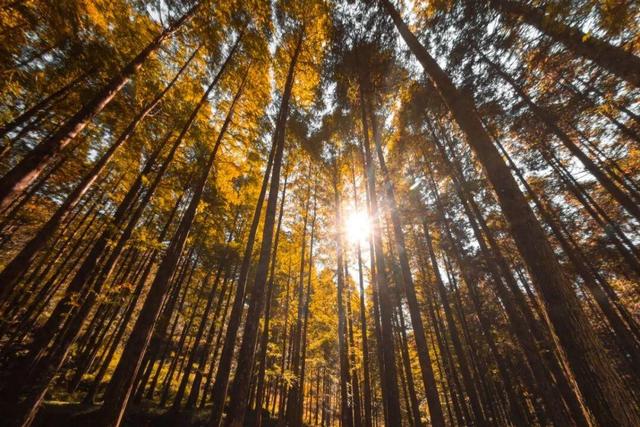 醴陵出发1日游天花板！秋景温泉全搞定！