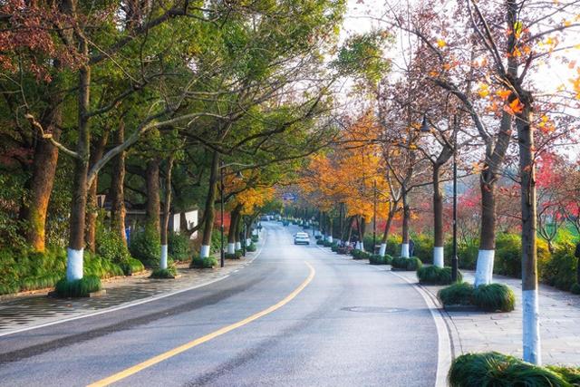 杭州初冬赏花指南，一场别样的“压轴花事”