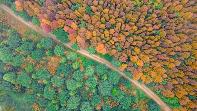 大盛镇：徒步赏红叶 游戏助采摘