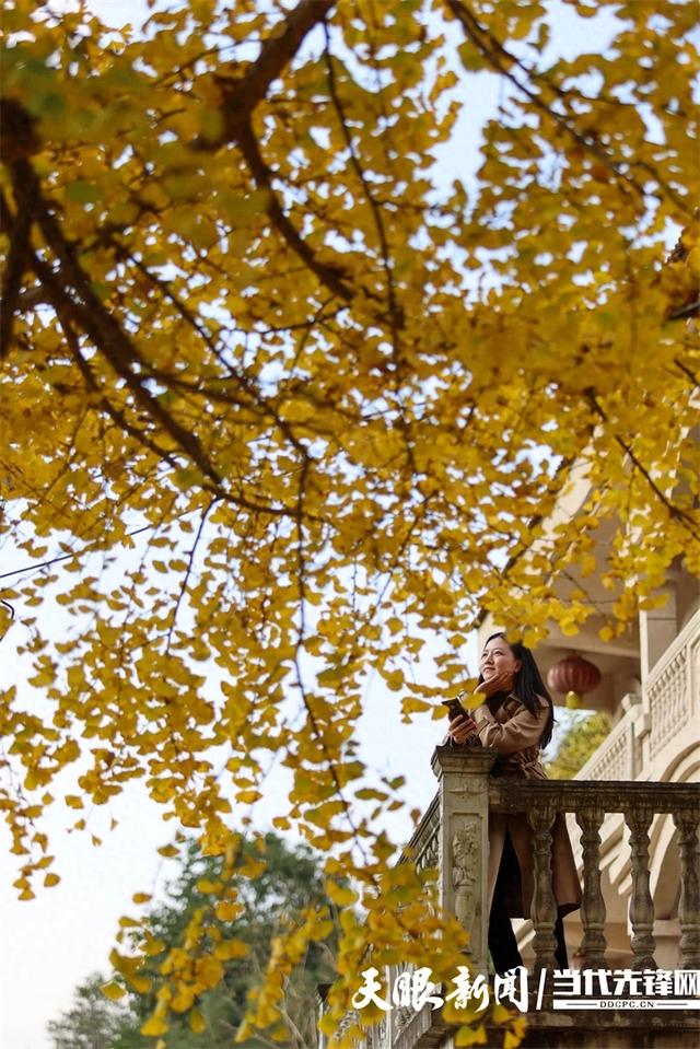 正安:初冬银杏“换装”引客来
