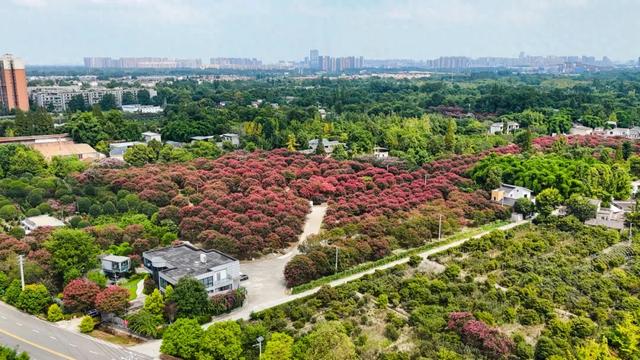郫都这片“百日红”花海进入最美时刻！免费入园，错过等一年！