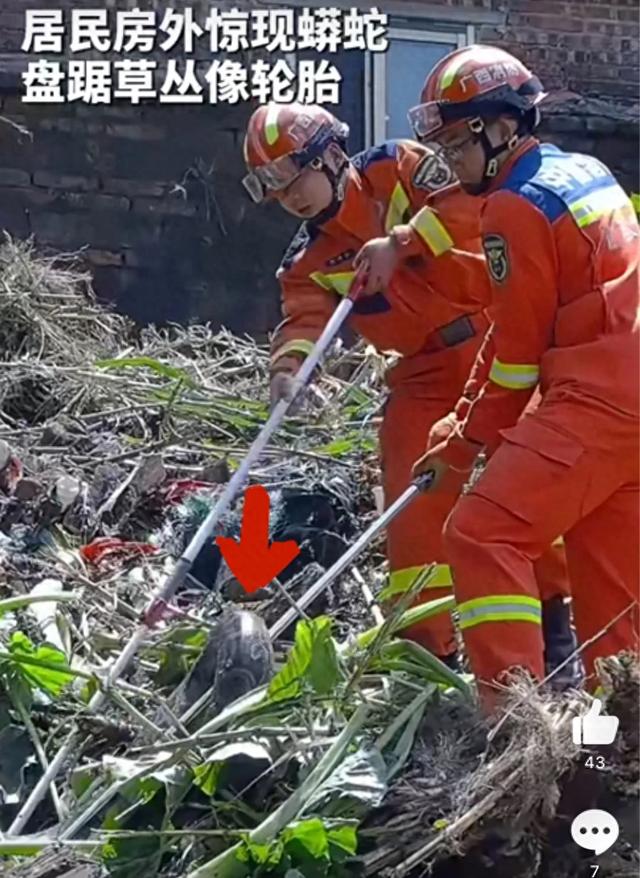 广西一地出现45斤大蟒蛇