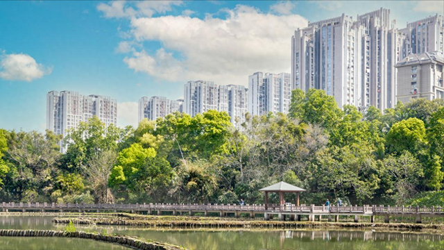 福州秋冬私藏美景，水杉乌桕+青梅冬荷，金山公园简直浪漫到犯规