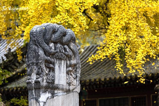 这个秋天，去潭柘寺看1400岁的“银杏帝王” 金黄期仅剩20天！