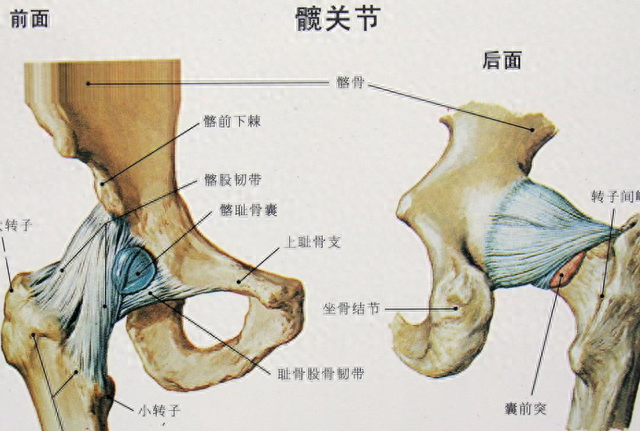 为什么要“胯根合脚根”？什么是中定力量？