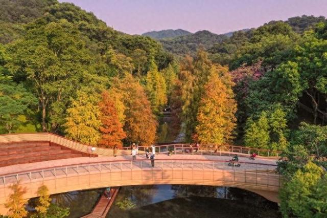广州冬日“最暖色”来了！云溪植物园落羽杉进入绝美变色季