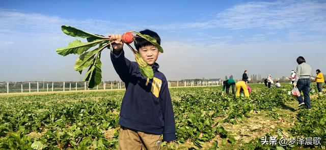 周末新玩法：云梦博物馆看秦简，新马村拔萝卜，武汉家庭乐翻天