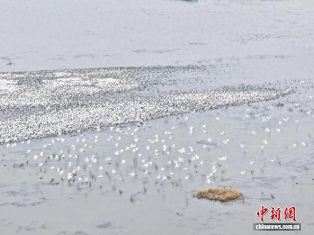 中外专家长沙论道湿地保护与资源化利用