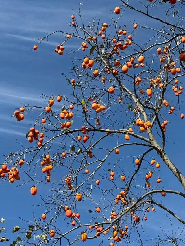河南初冬的第一口甜，等你来尝！