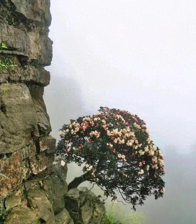 下放到江西崇义的上海知青童启文深情回忆：在那高高的齐云山下！