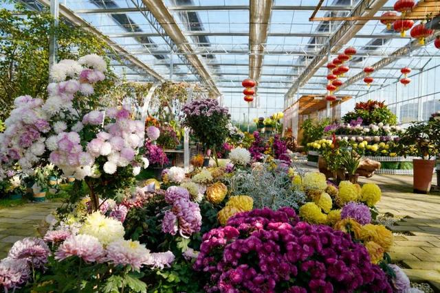 图说定西 | 深秋和菊花的浪漫邂逅