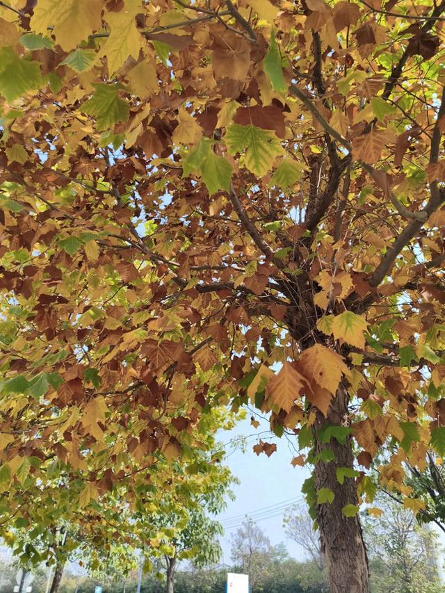 抑郁解药：徒步