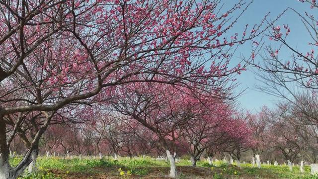 花海迎春来 踏青正当时