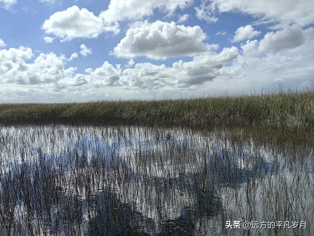 大沼泽地美国国家公园（迈阿密游记三）