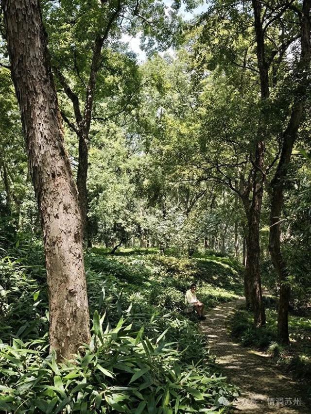 千年鹤涧，苏州人的夏日纳凉秘境