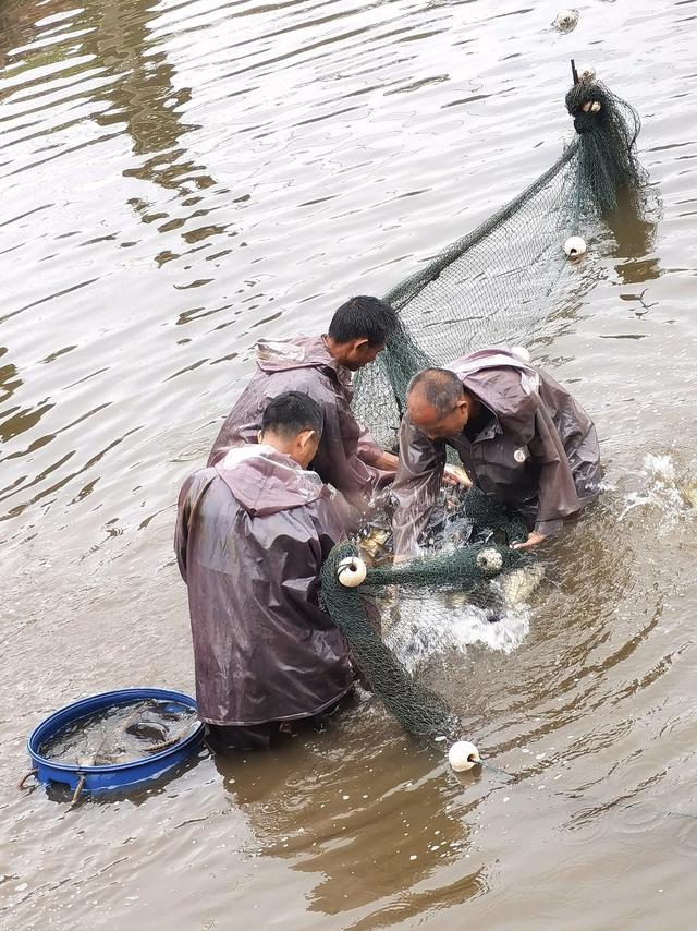小游戏捕鱼王国（玉兰王国之捕鱼记）