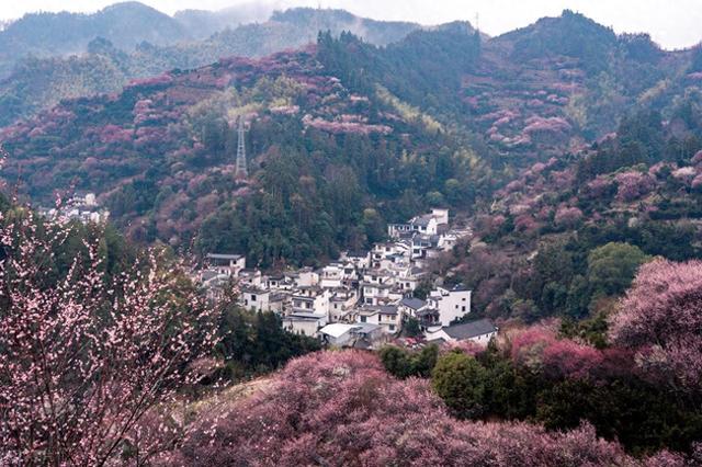 2月早春风光，7个赏花胜地，漫山遍野花香，率先打开春天