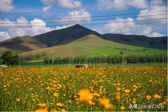 沽源：花海音乐节启幕