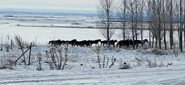 雪野星光里,守护无声处
