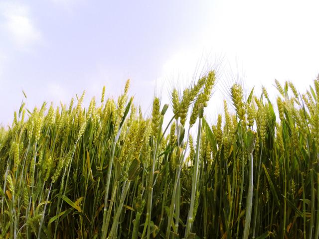 “十五五”未来产业六问：谁能率先登顶？