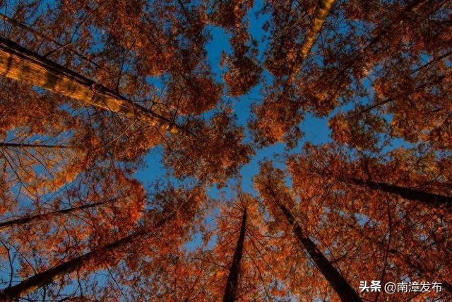 南漳：水杉大道绘就冬日绝美画卷‌