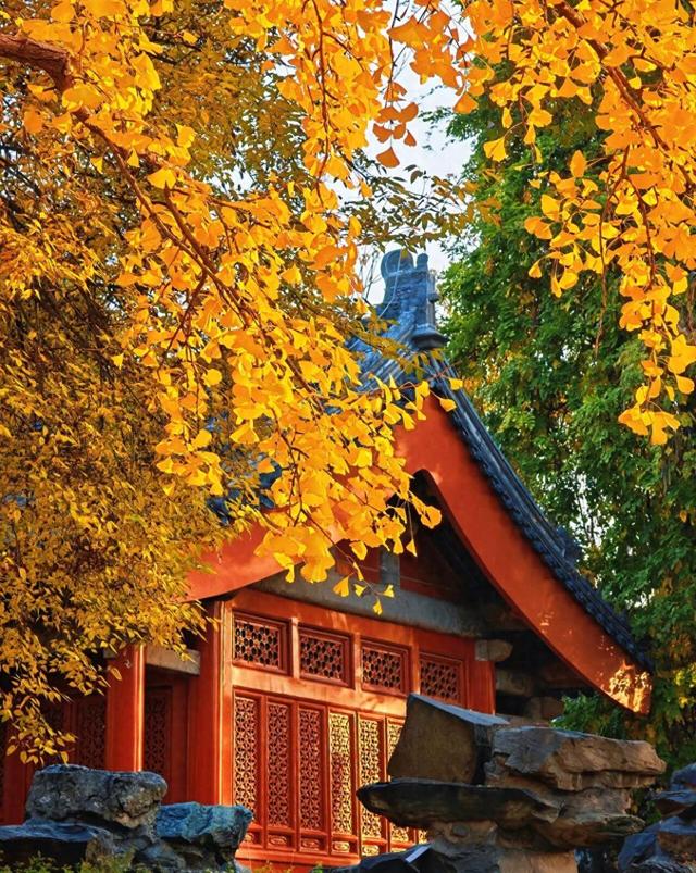 出片率100%！是时候来“京西小故宫”，邂逅一抹银杏黄