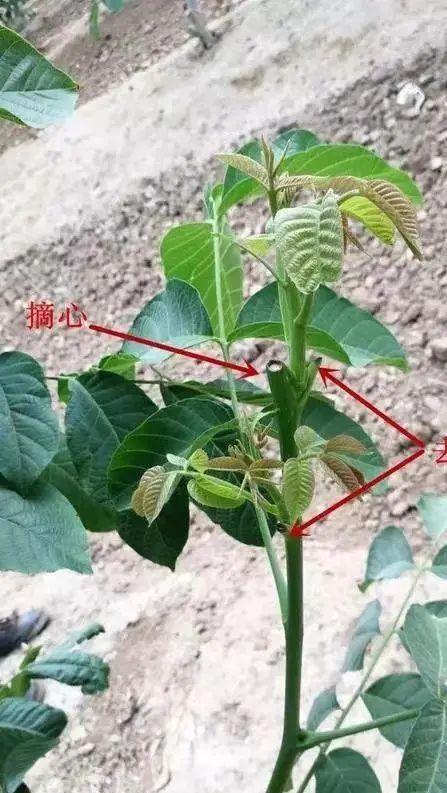 植物修剪得4个步骤详解（盆景常用的6种修剪方法）