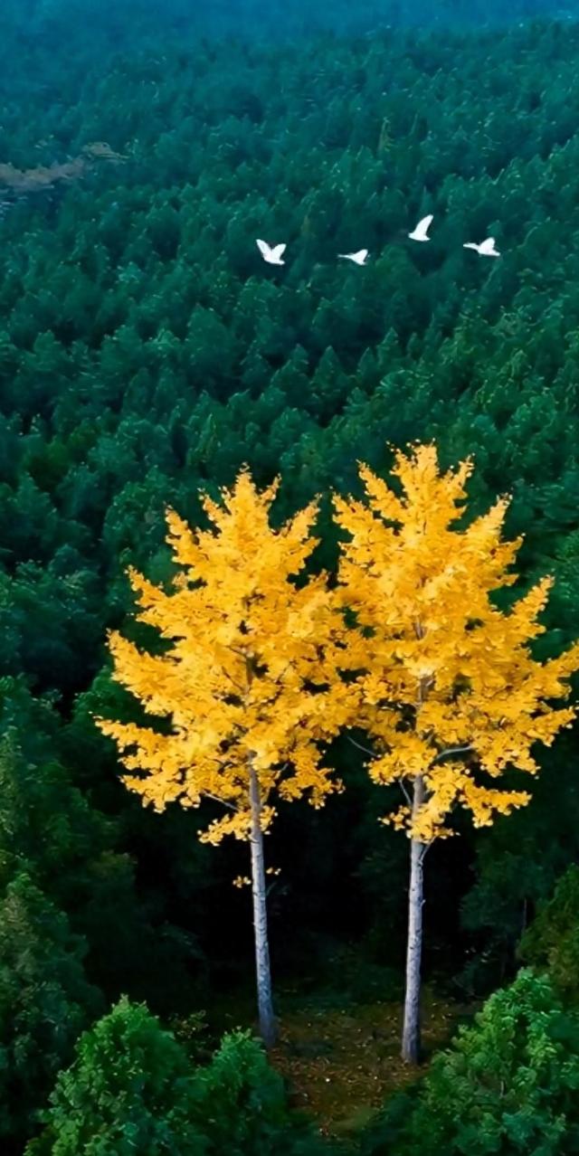 太极功夫六重境：从拳法到活法的暖心修行指南