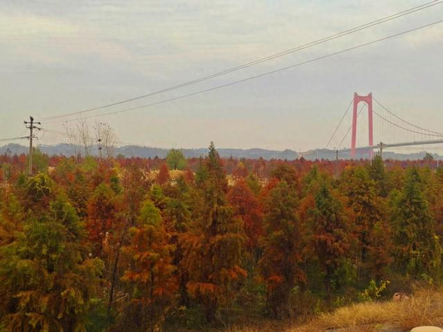 美翻了！新港海口湖大道秋日限定金黄长廊，层林尽染藏满生态诗意