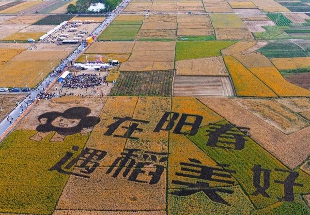 稻田音乐会，马兰的秋日浪漫