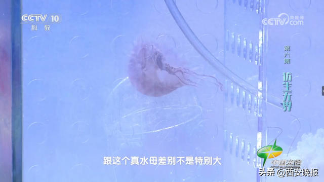 西工大新成果，仅重一两！