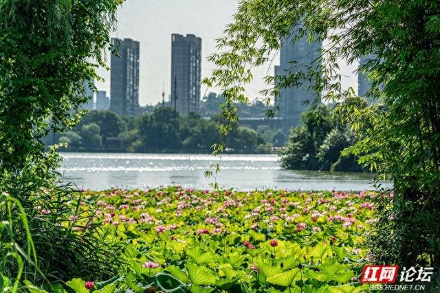 荷韵长沙 | 月湖荷花绽放，惊艳一城夏日