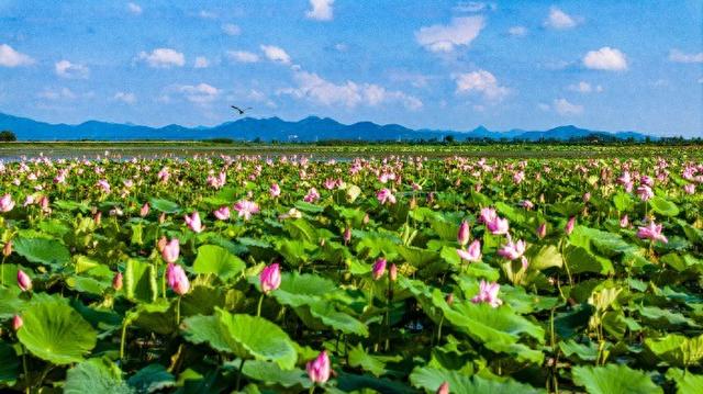 庐江：黄陂夏莲 花开正艳