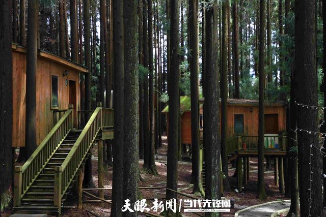 毕节七星关：立秋时节享清凉 森林秘境热度不减