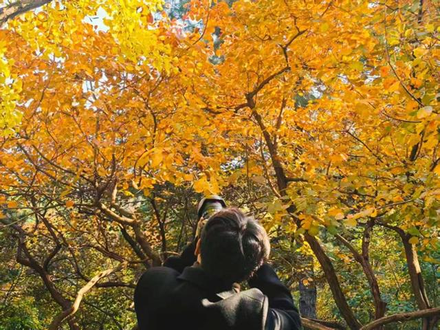 当香山红叶节邂逅重阳节，三条“银发路线”暖心上线