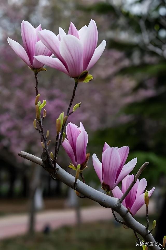 三月里春暖花开，云南正是花的季节