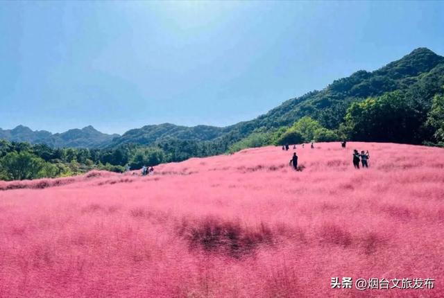 【乐游烟台】唯美!烟台这处粉黛花海上线
