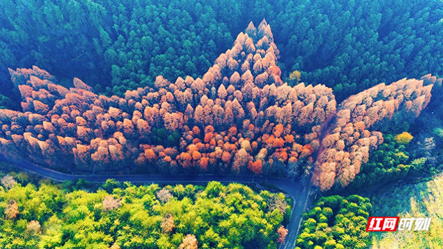 组图丨金色林海醉游人