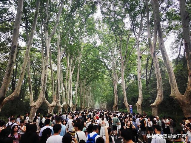 南京梧桐树下的初衷与苦衷