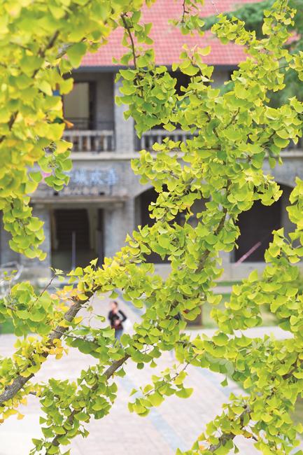 银杏渐黄秋意浓