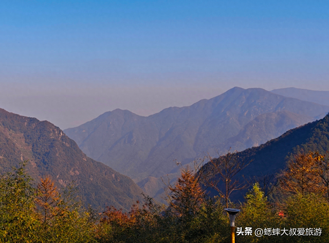 杭州自驾1小时，有个“秋日天花板”，满目金钱松，犹如童话世界