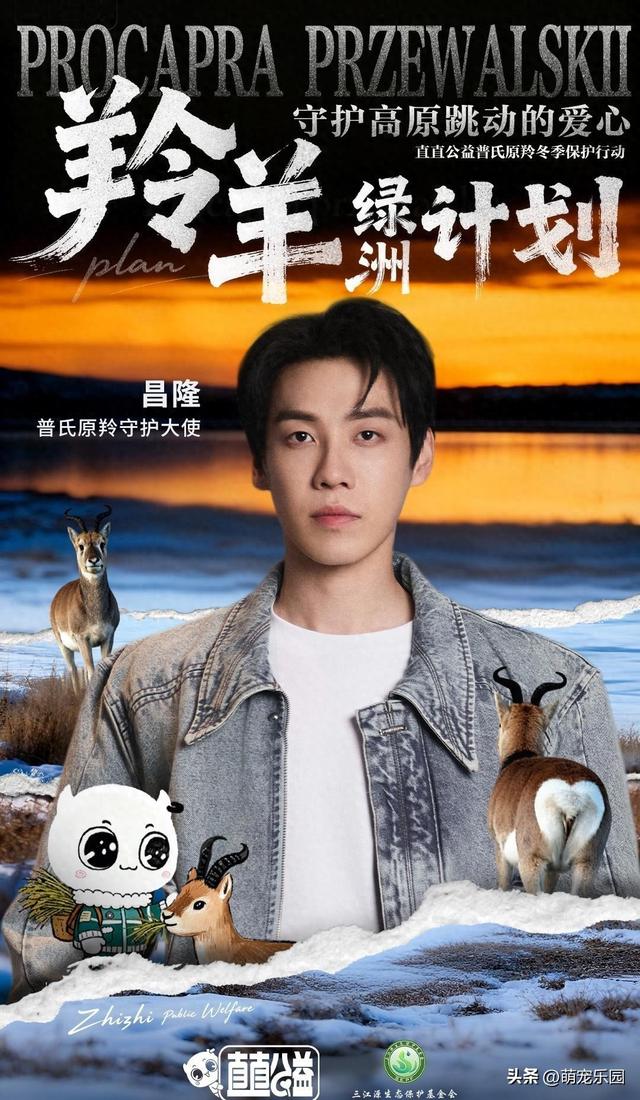 三江源小雪天，珍稀羚羊仅剩300只，如今3000只重获新生