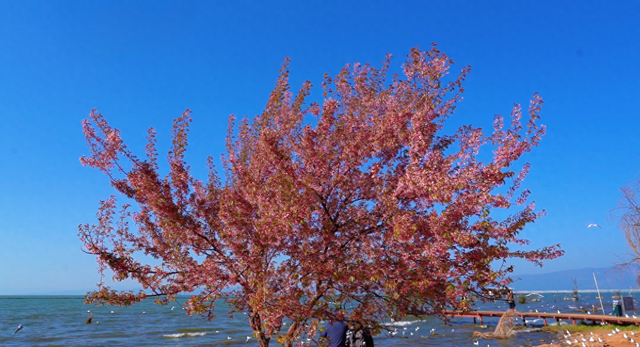 一树樱花揽尽滇池春色